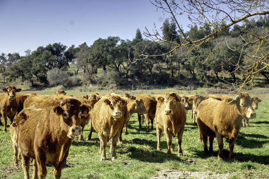 Quinta Da Mata Villa Sobral  Bilik gambar